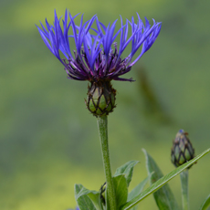 Wildflower Greater Knapweed